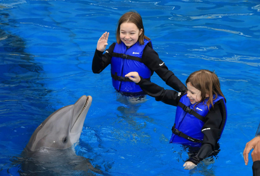 Dolphin encounters Dubai